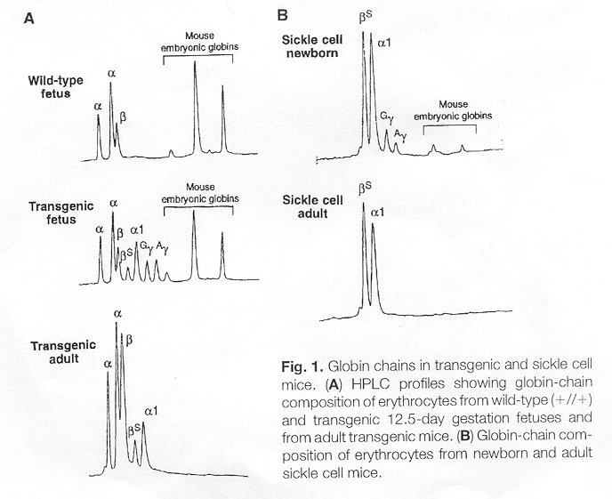 Figure 1 from Paszty et al., 1997, A. Shows the high performance liquid chromotography of a wild type mouse fetus, a transgenic fetus with human sickle cell beta-globin , alpha-globin and gamma-globin . Figure 1 B shows HPLC for newborn sickle cell anemic mice and adult sickle cell mice.
